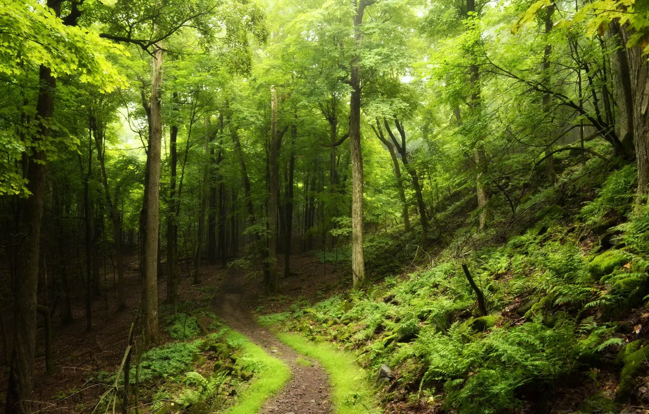 Photo wallpaper road, forest, summer, trees, foliage