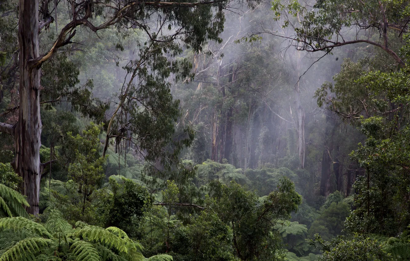 Photo wallpaper forest, trees, nature, haze, fern