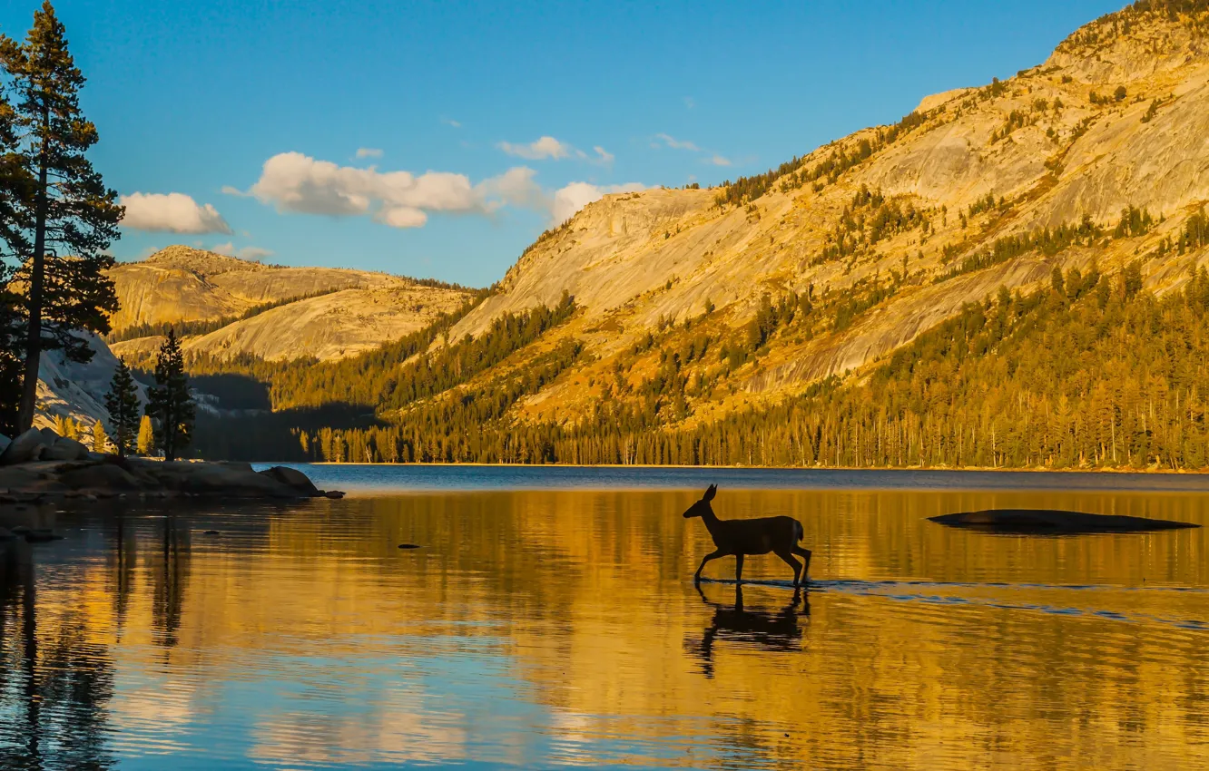 Photo wallpaper sky, trees, sea, landscape, nature, wood, water, clouds