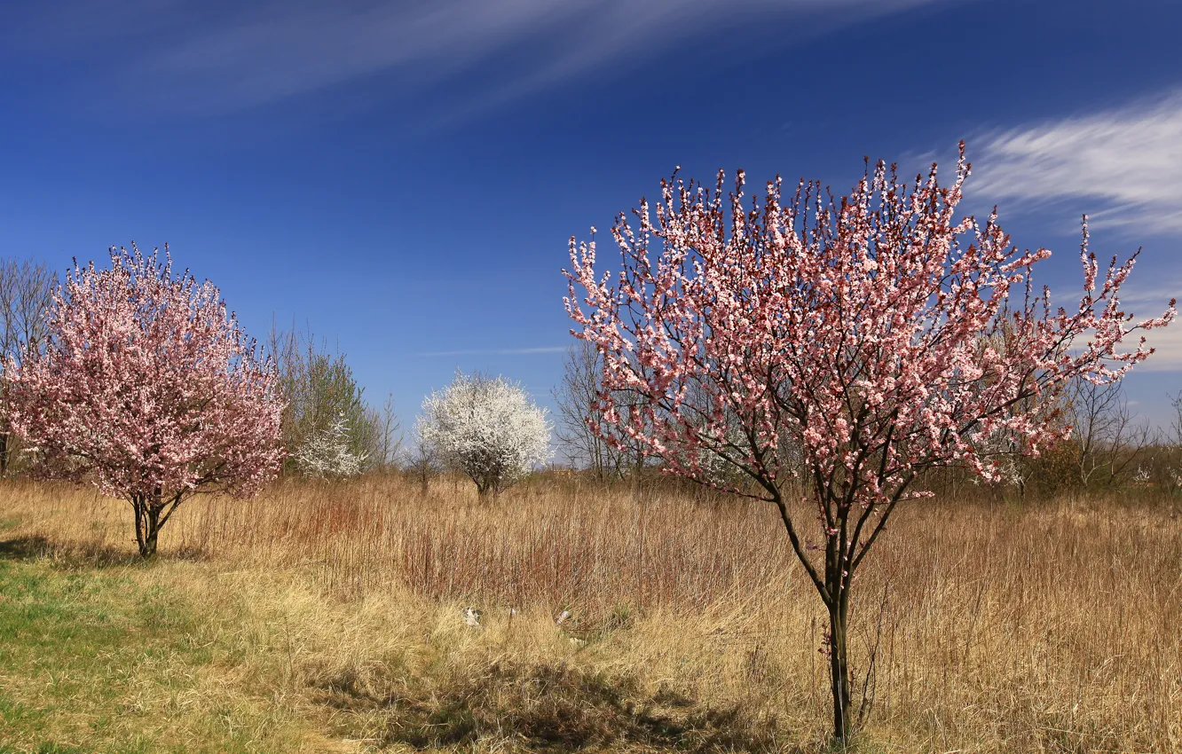 Photo wallpaper trees, spring, garden, flowering