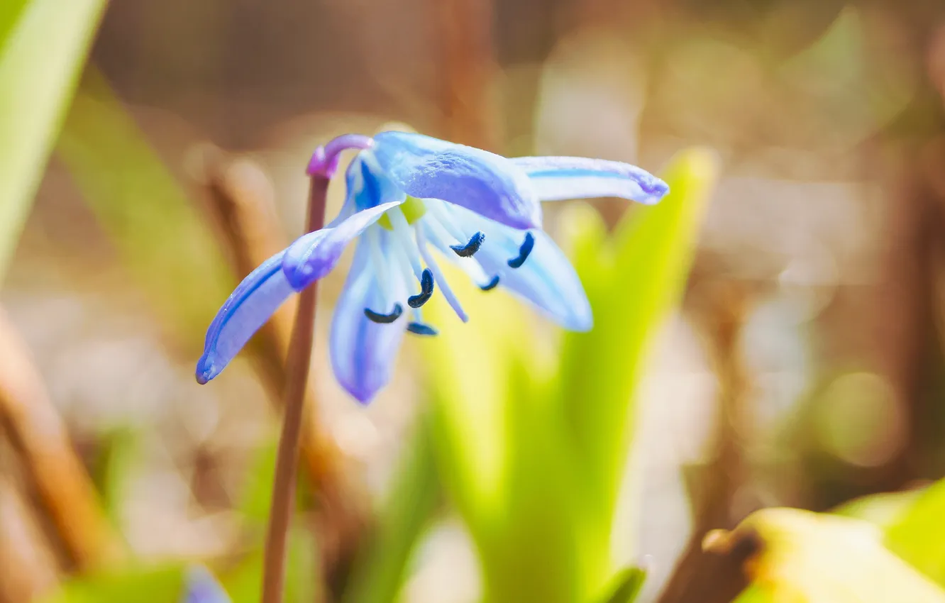 Photo wallpaper flowers, nature, spring, crocuses, plants nature photos, soft petals