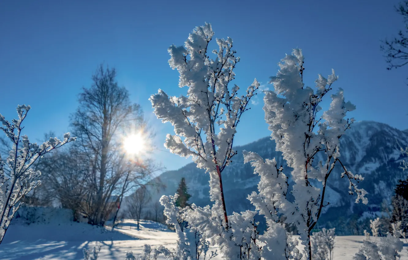 Photo wallpaper winter, frost, the sun, snow, mountains, nature, twigs, blue sky