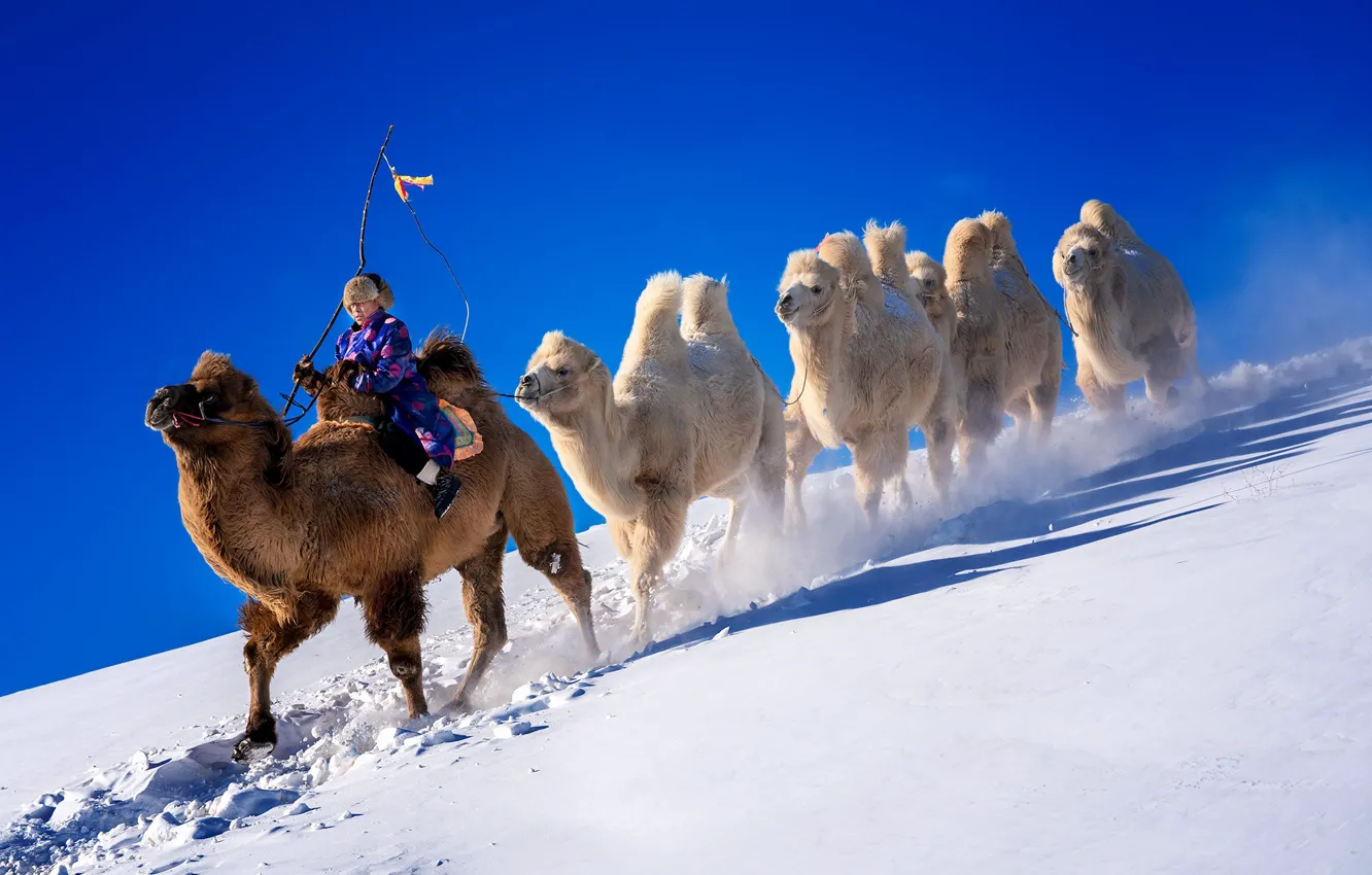 Photo wallpaper snow, camel, China, Inner Mongolia