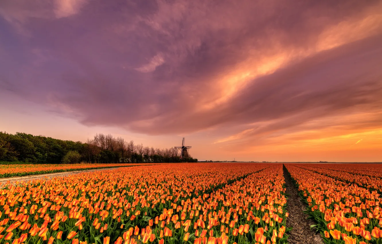Photo wallpaper field, the sky, clouds, light, trees, sunset, flowers, beauty