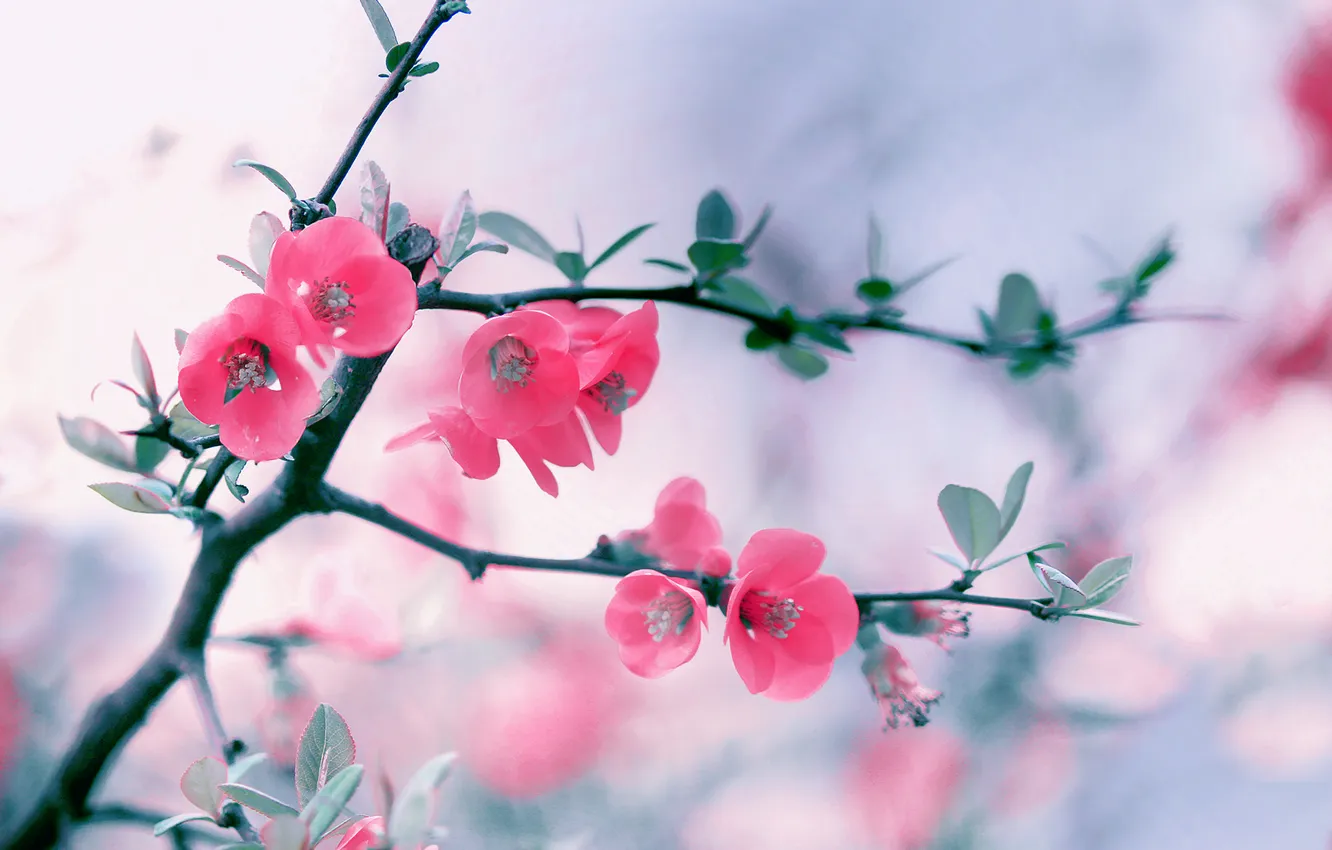 Photo wallpaper branches, spring, flowering