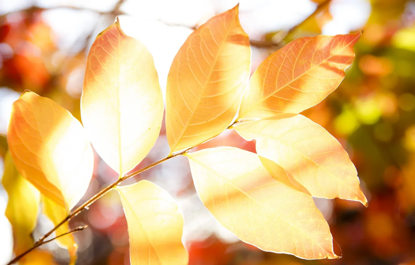 Photo wallpaper autumn, leaves, nature