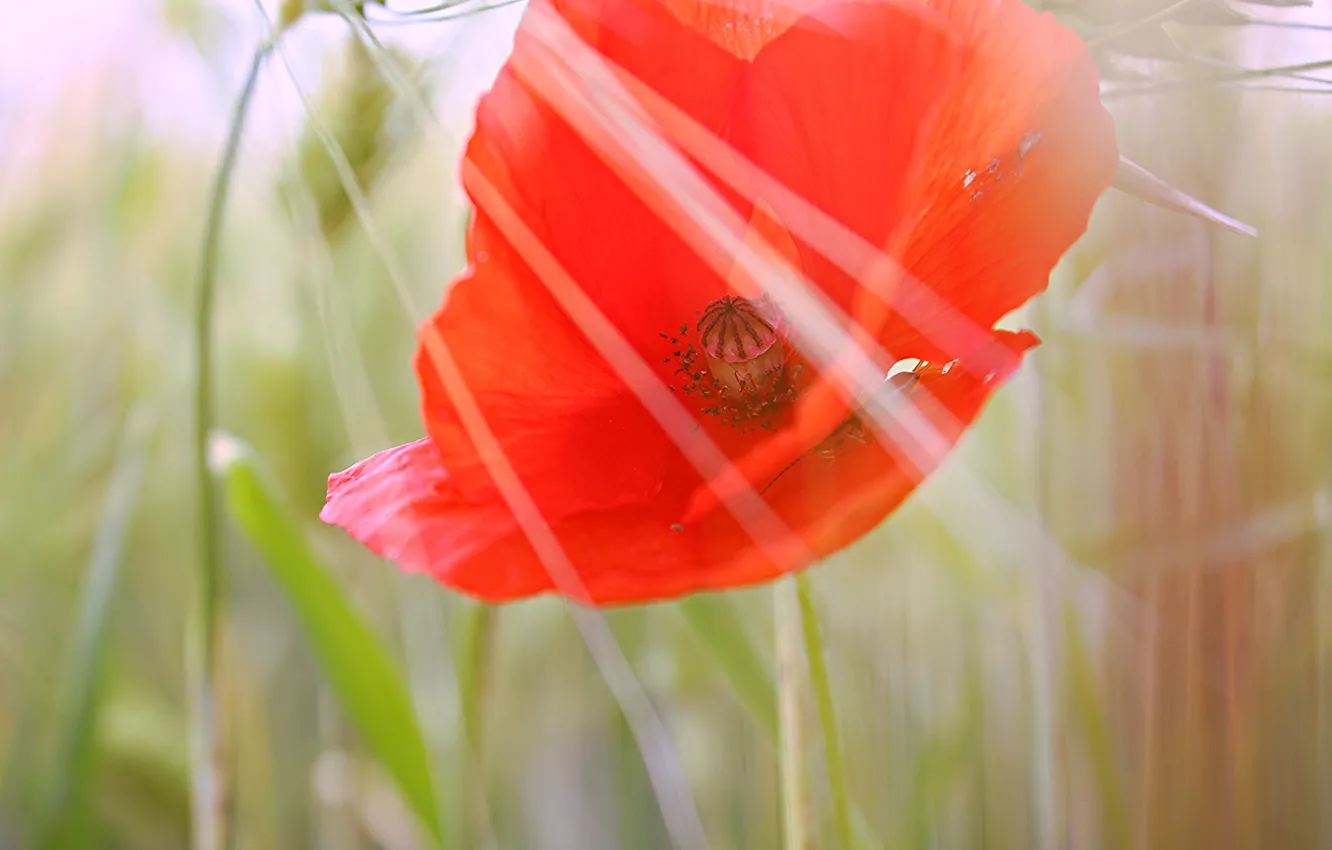 Photo wallpaper flowers, red, Mac, petals