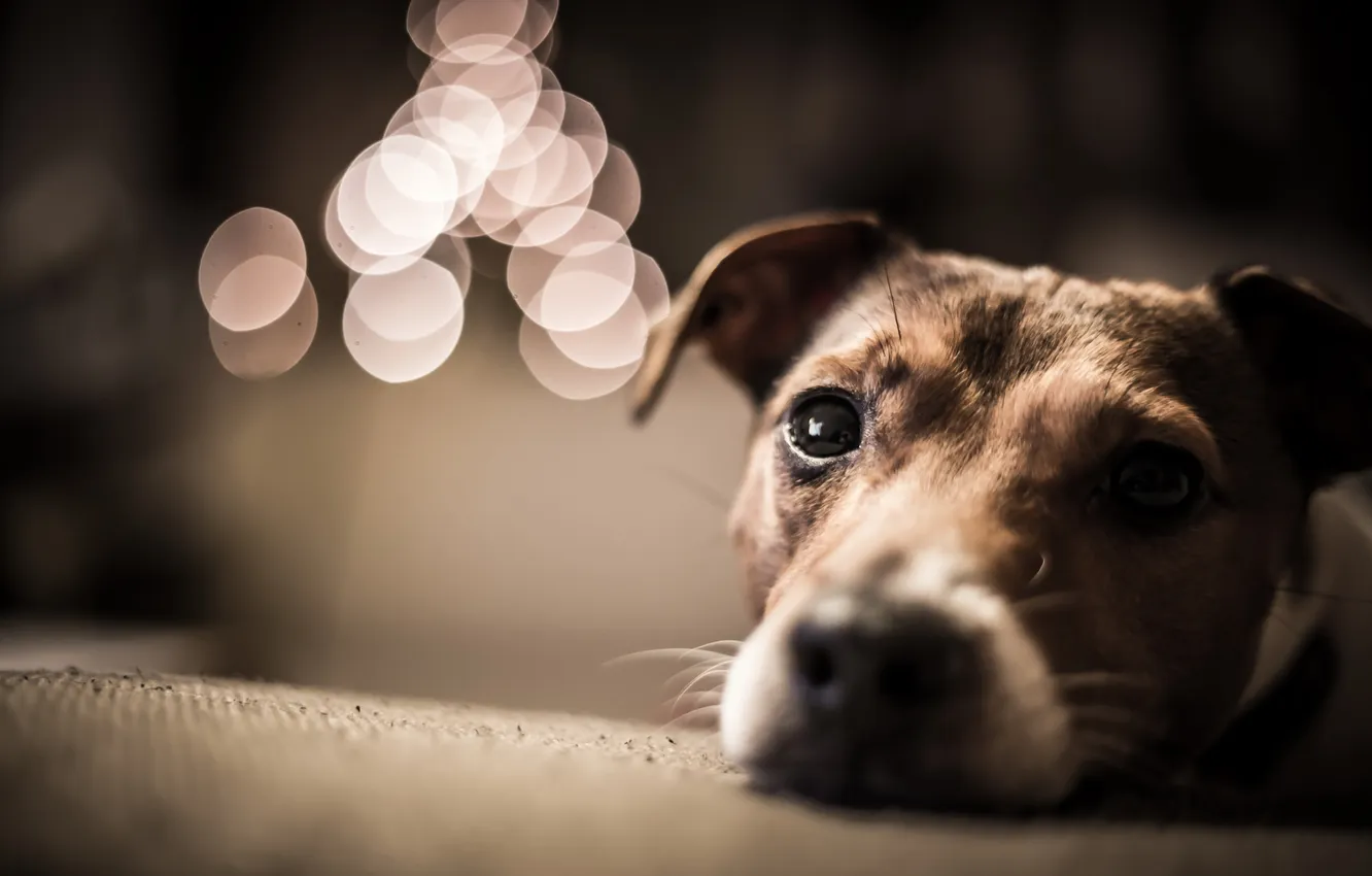 Photo wallpaper look, each, dog