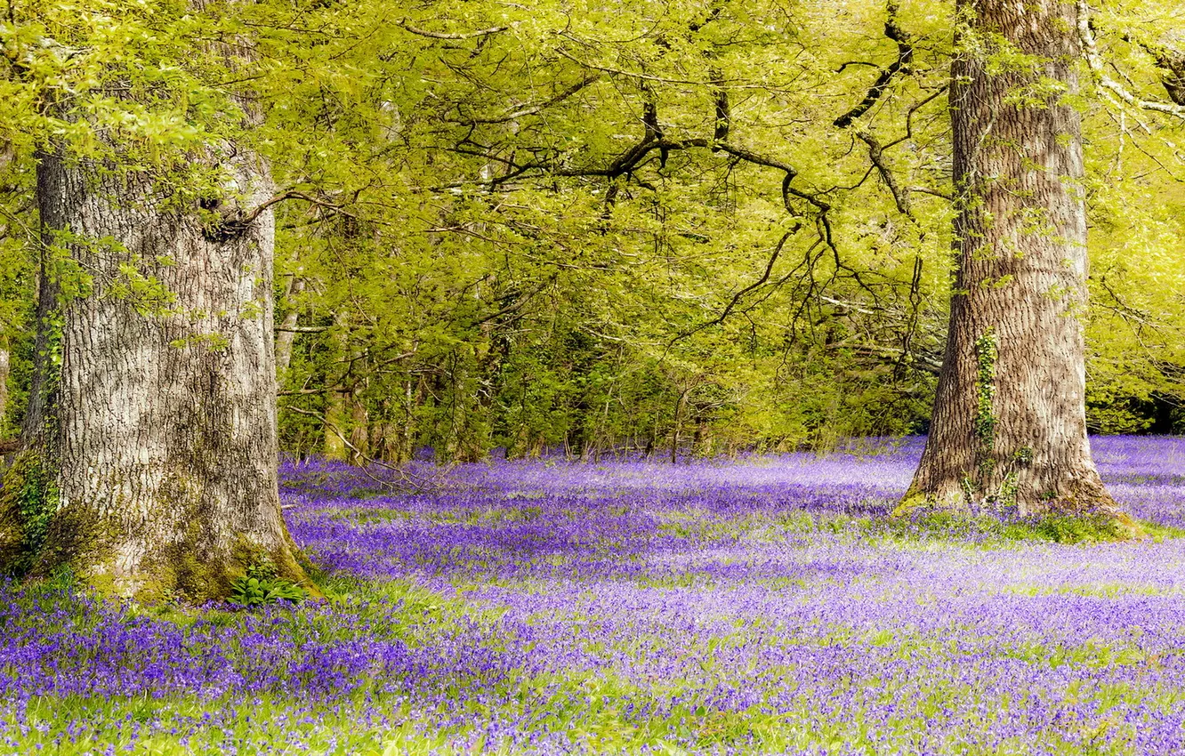 Photo wallpaper flowers, nature, spring