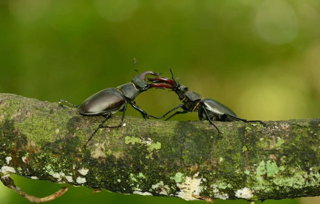 Photo wallpaper macro, trees, beetle, Stag beetle