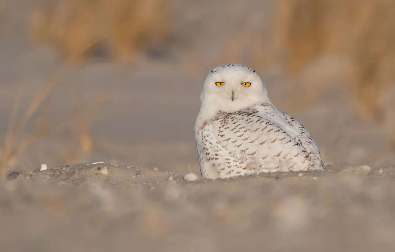 Photo wallpaper sand, eyes, look, nature, background, owl, bird, feathers