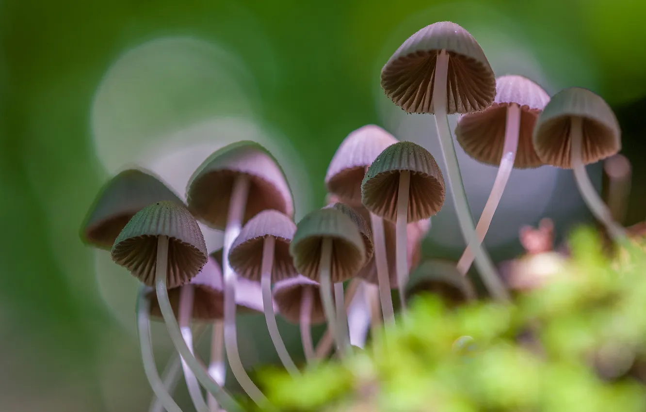 Photo wallpaper background, mushrooms, bokeh