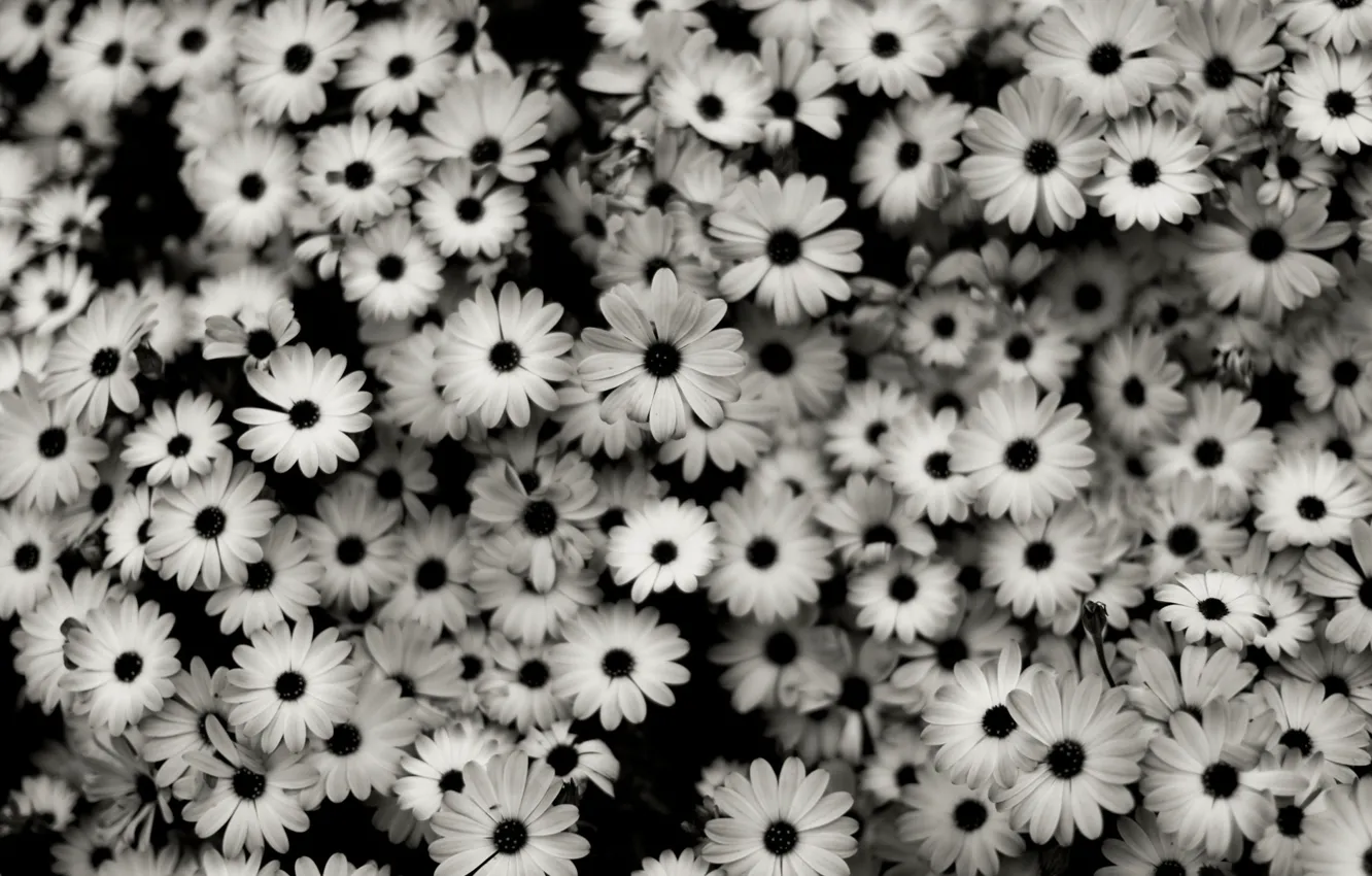 Photo wallpaper flowers, beauty, black and white