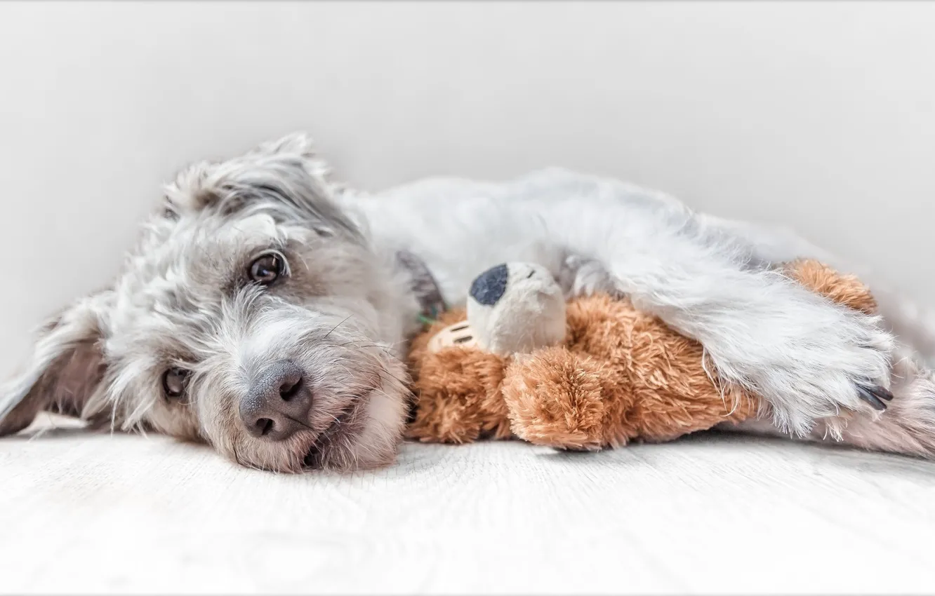 Photo wallpaper look, toy, dog, Jack Russell Terrier