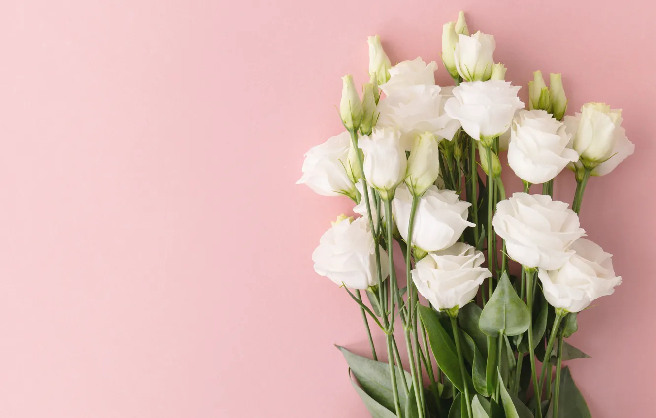 Photo wallpaper white, flowers, bouquet, pink background, eustoma