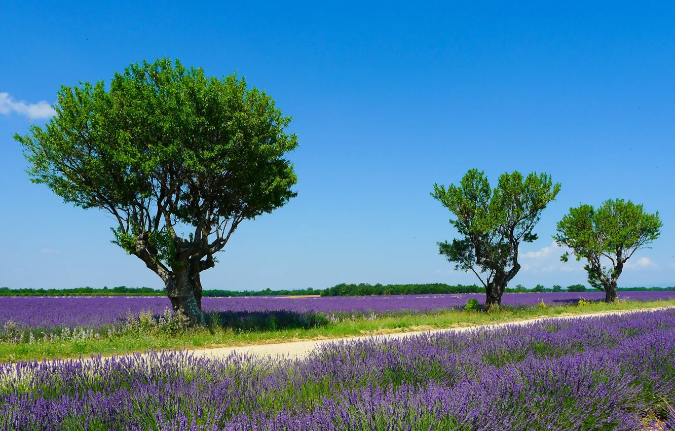 Photo wallpaper field, summer, the sky, the sun, trees, France, lavender, Valensole