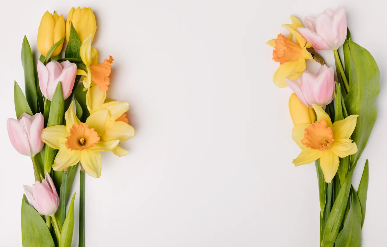 Photo wallpaper flowers, spring, yellow, tulips, pink, fresh, yellow, pink