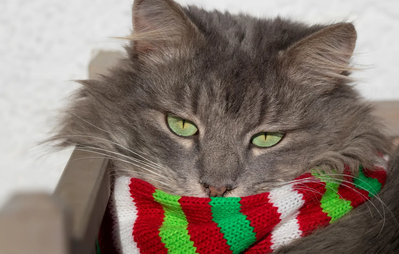 Photo wallpaper cat, cat, look, face, scarf, green eyes