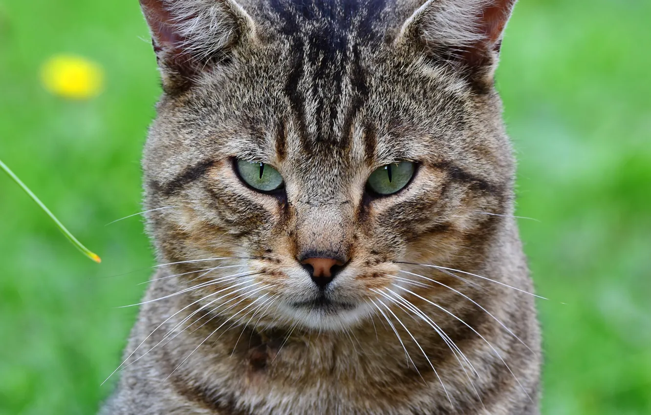 Photo wallpaper cat, cat, look, close-up, grey, portrait, striped