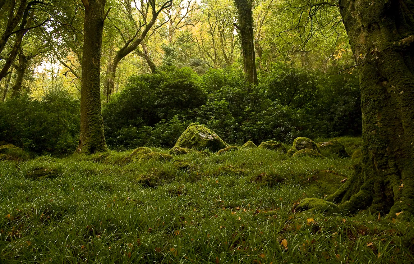 Photo wallpaper greens, forest, trees, stones, moss, the bushes