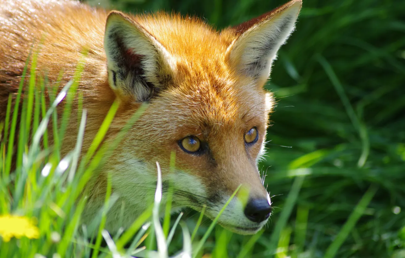 Photo wallpaper grass, Fox, Fox, beast