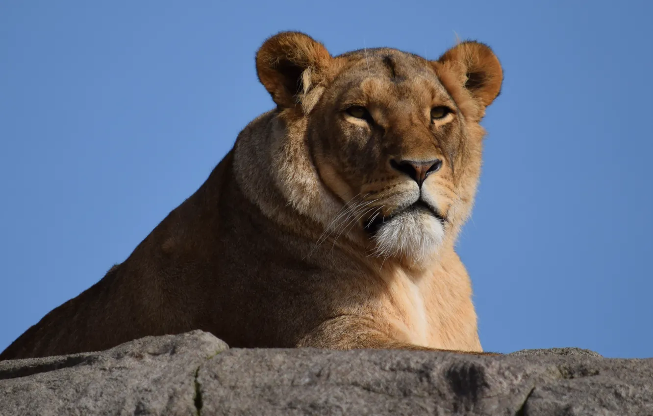 Photo wallpaper look, face, lioness