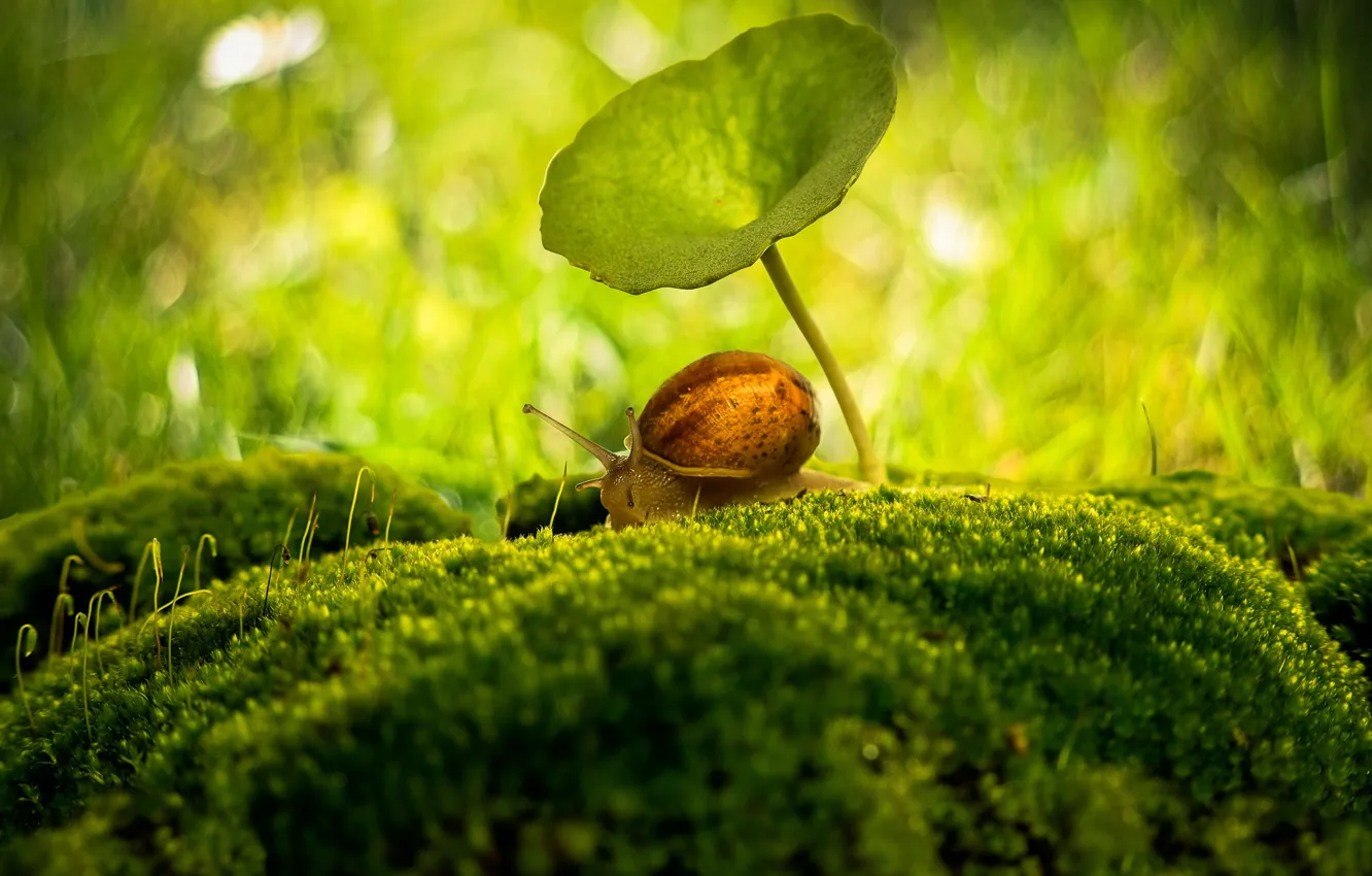 Photo wallpaper macro, umbrella, moss, snail, bokeh