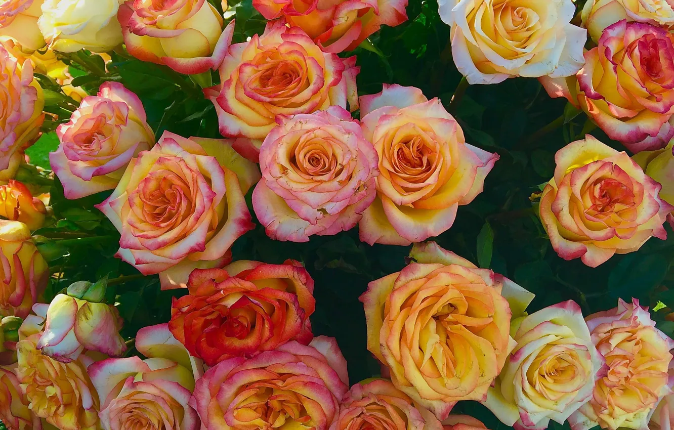 Photo wallpaper roses, bouquet, buds, a lot