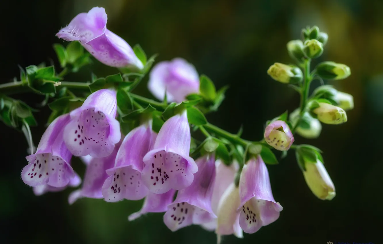 Photo wallpaper stem, Purple flowers, digitalis