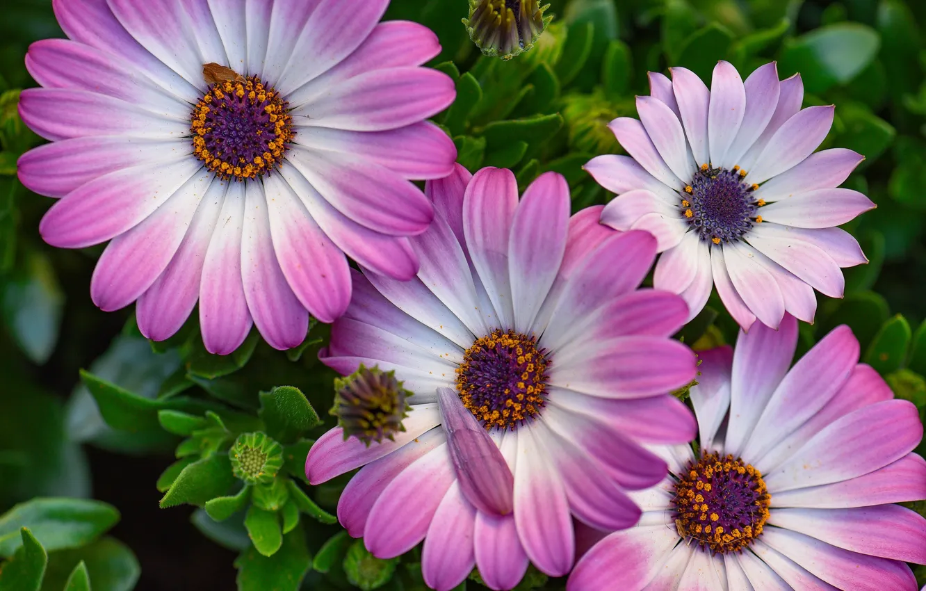 Photo wallpaper macro, petals, buds, Osteospermum