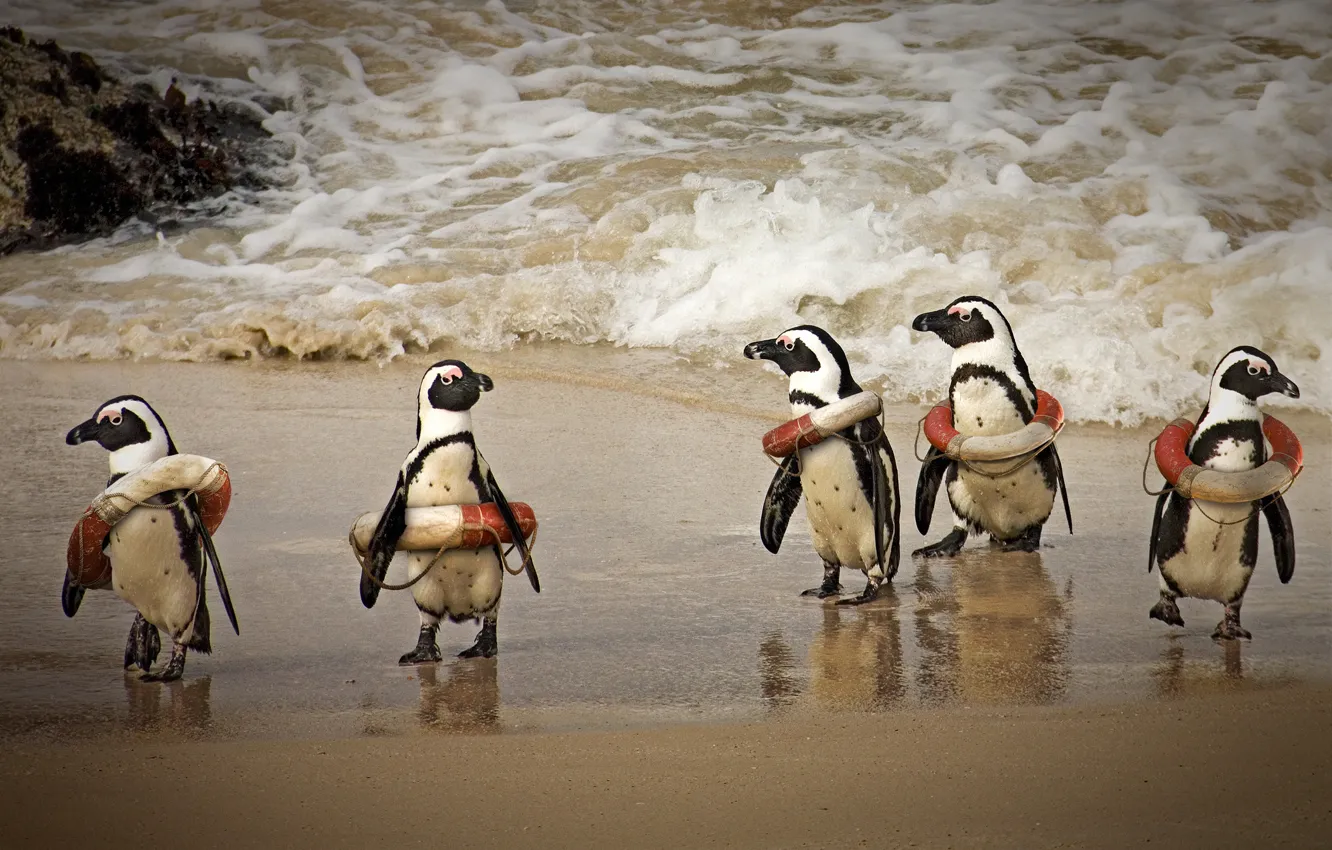 Photo wallpaper humor, penguins, surf, lifebuoys