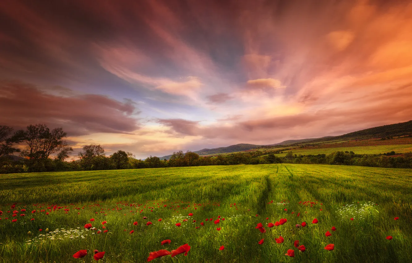 Photo wallpaper field, summer, the sky, flowers, nature, view, Maki, dal