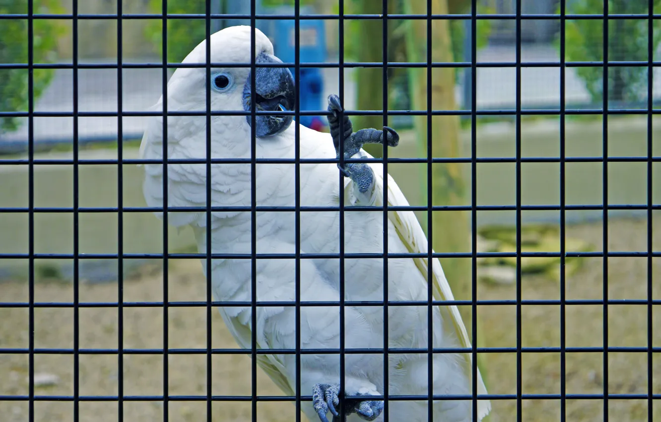 Photo wallpaper white, cell, parrot, tail, claws