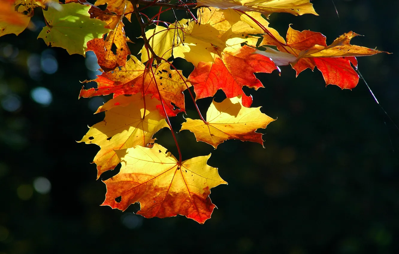 Photo wallpaper leaves, nature, leaf, sheets, autumn falling leaves