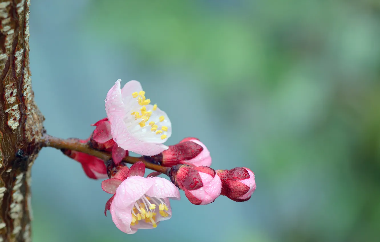 Photo wallpaper water, drops, macro, flowers, branches, nature, spring, trunk