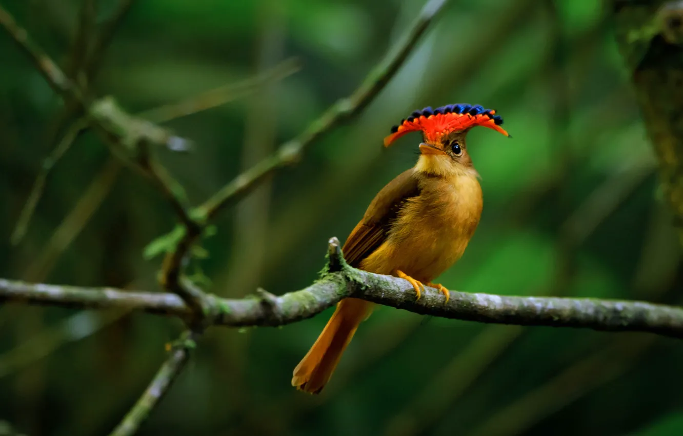 Photo wallpaper bird, paint, Brazil, crest