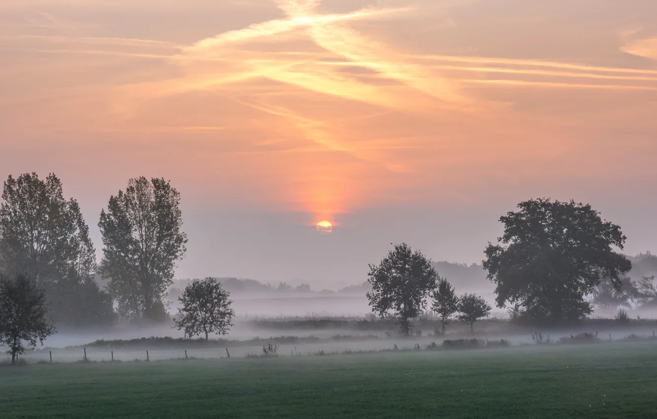 Photo wallpaper field, summer, the sun, clouds, light, trees, fog, dawn