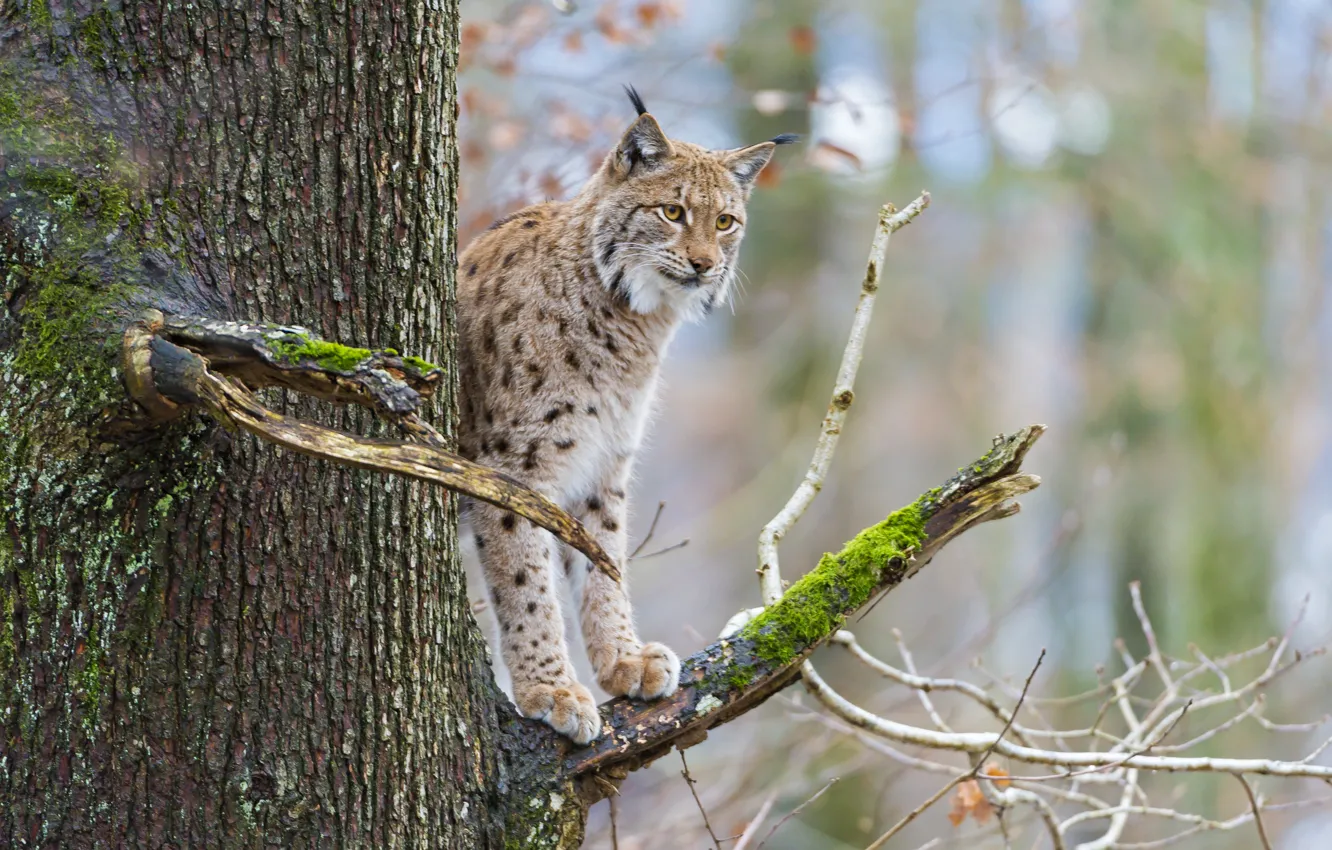 Photo wallpaper cat, trees, branches, moss, lynx, ©Tambako The Jaguar