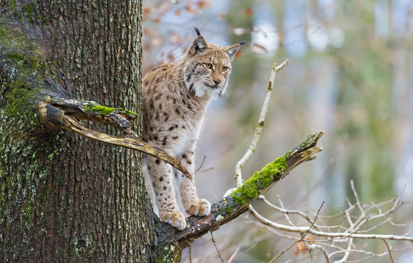 Photo wallpaper cat, tree, moss, branch, lynx, ©Tambako The Jaguar