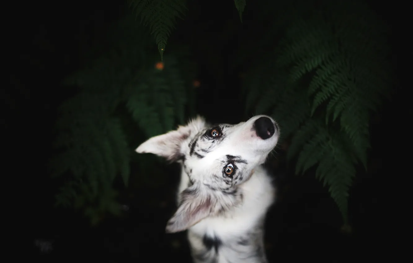 Photo wallpaper white, look, leaves, nature, pose, the dark background, portrait, dog