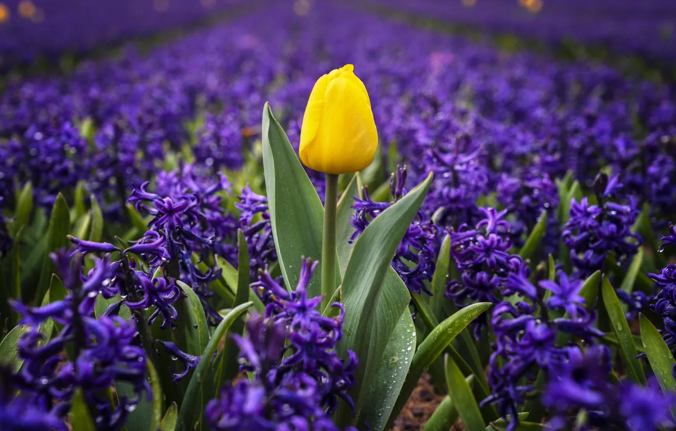 Photo wallpaper flowers, yellow, spring, tulips, lilac, hyacinths
