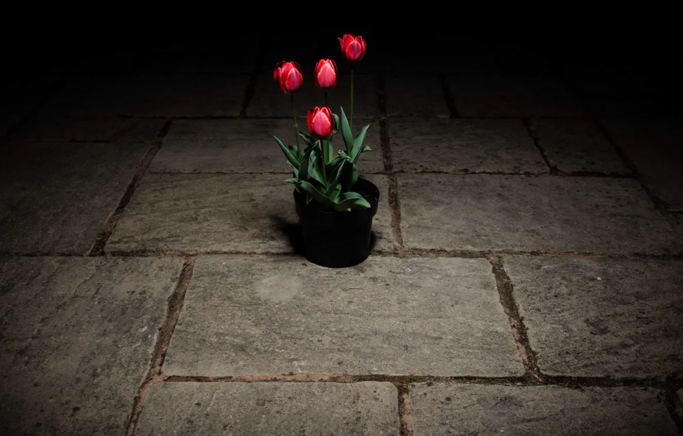 Photo wallpaper flowers, street, tulips