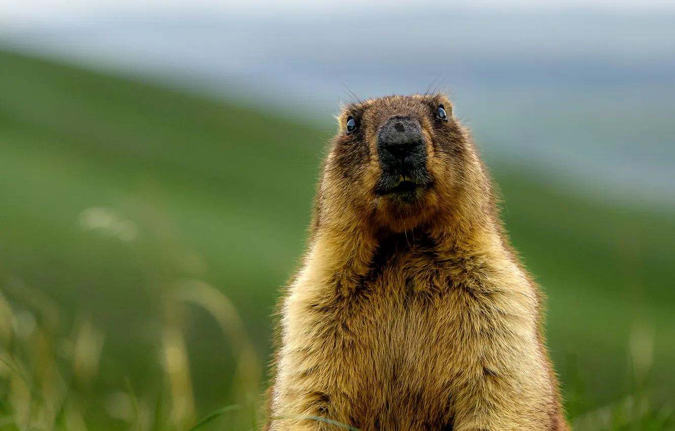 Photo wallpaper animal, marmot, bokeh, rodent, Maxim Usanin