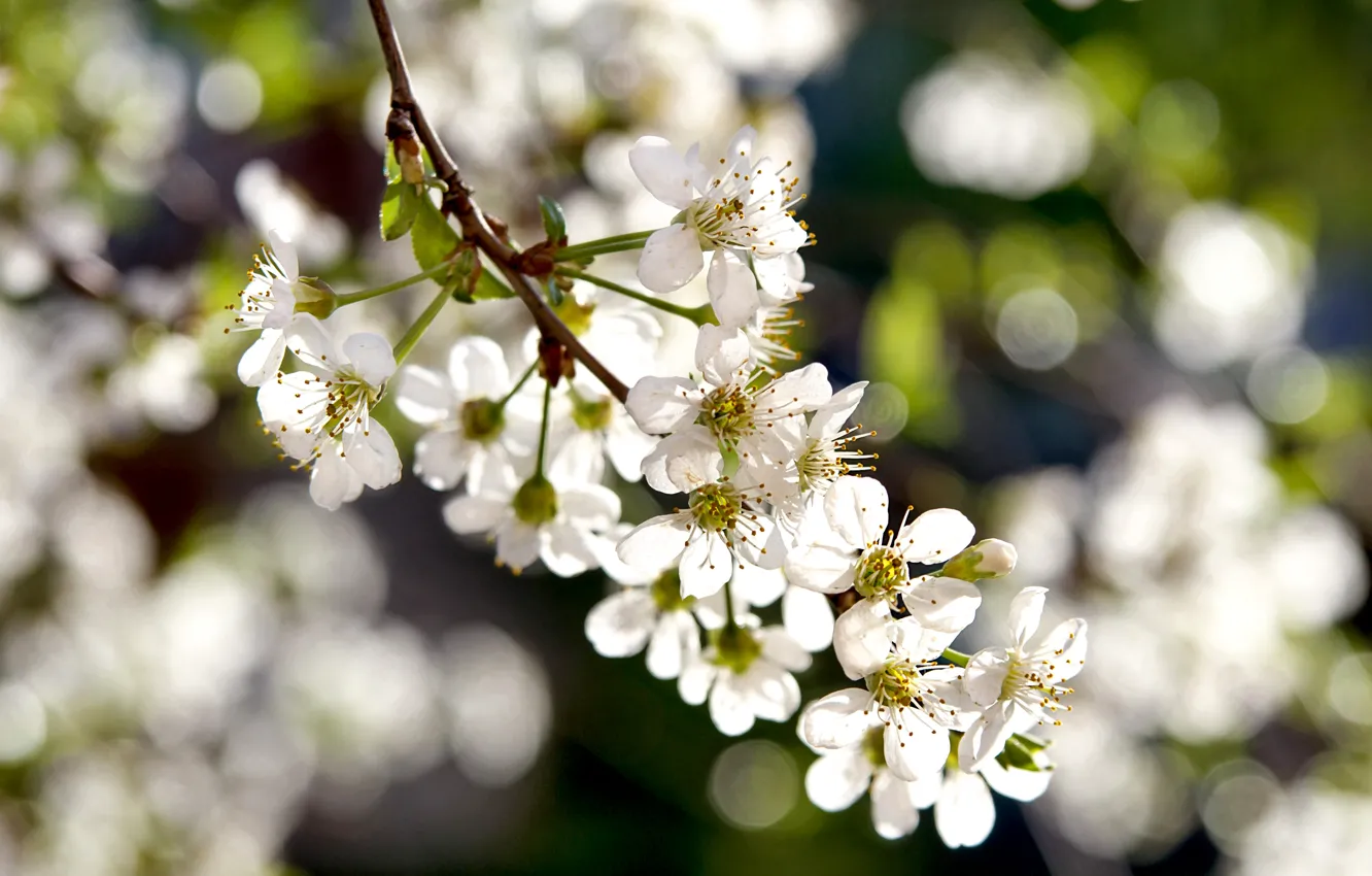 Photo wallpaper spring, flowering, white flowers