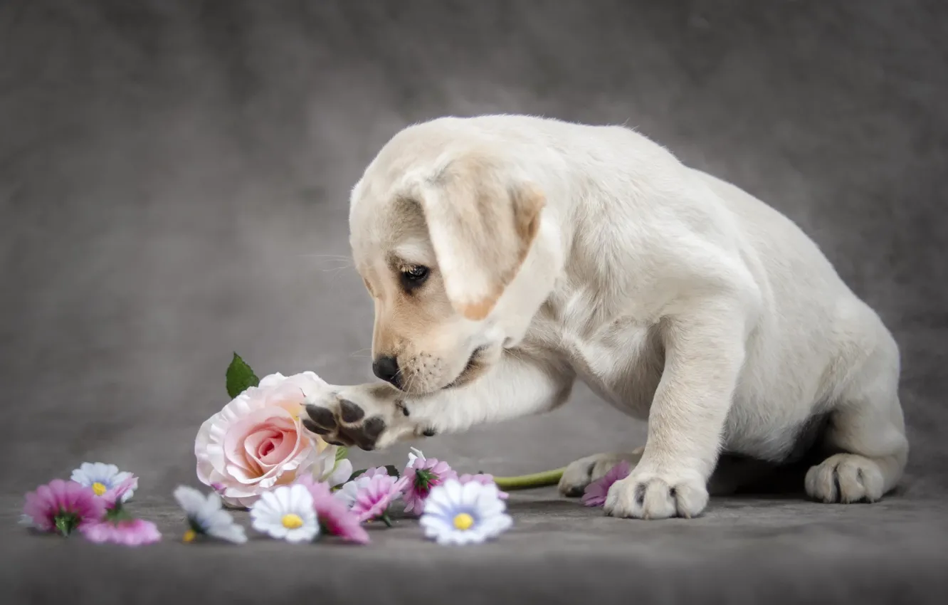 Photo wallpaper flowers, animal, dog, puppy, cub, Labrador, Retriever
