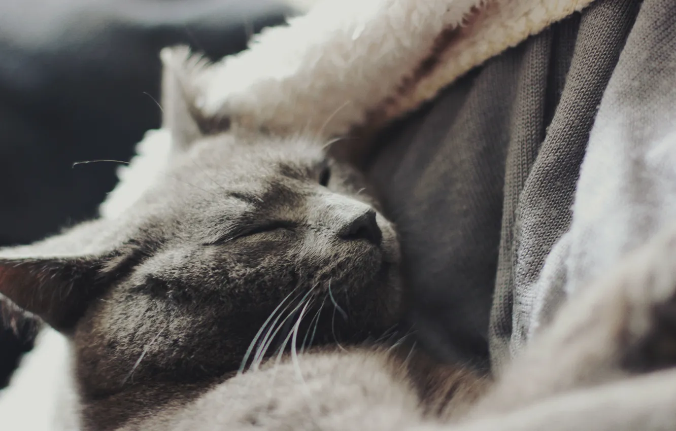 Photo wallpaper cat, wool, sleeping
