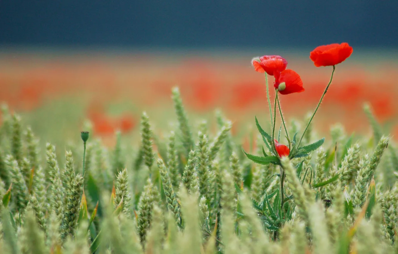 Photo wallpaper field, red, Maki, Kolski