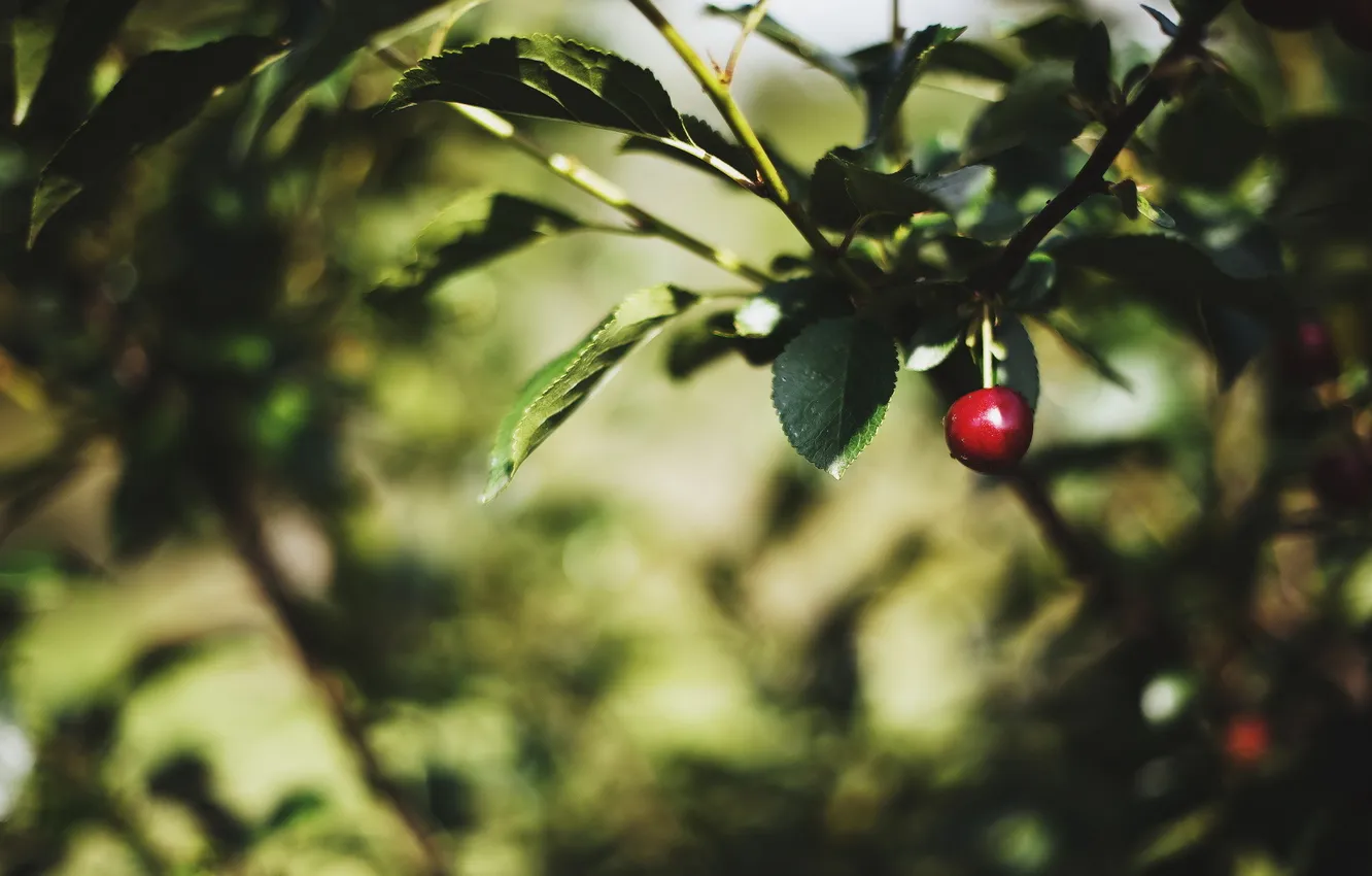Photo wallpaper summer, branches, nature, cherry, garden