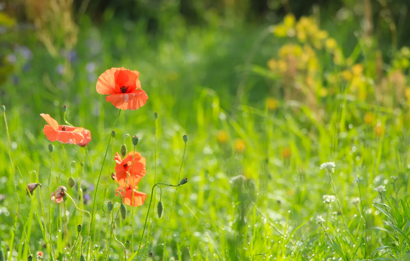 Photo wallpaper flower, poppy, meadow