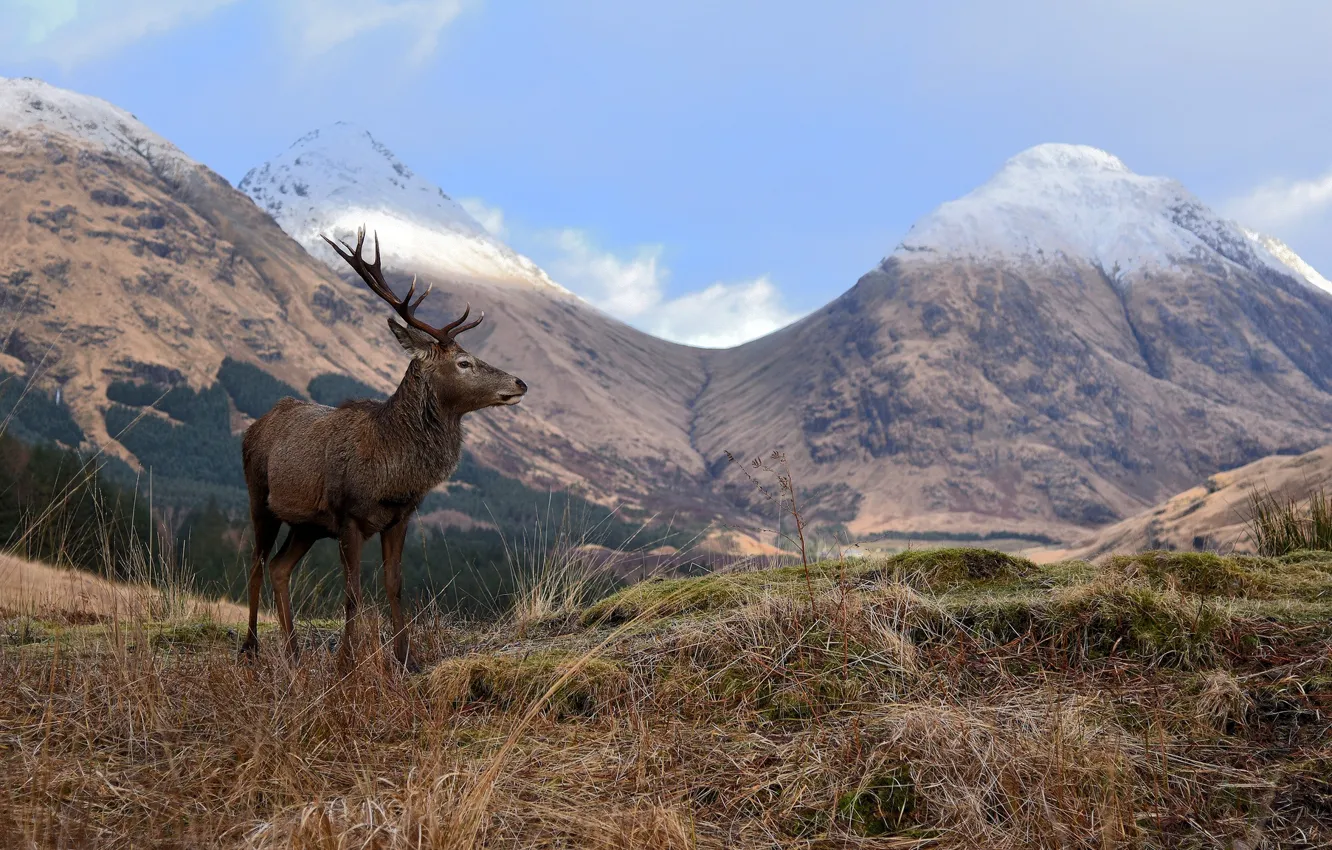 Photo wallpaper grass, trees, landscape, mountains, nature, deer, valley, bokeh